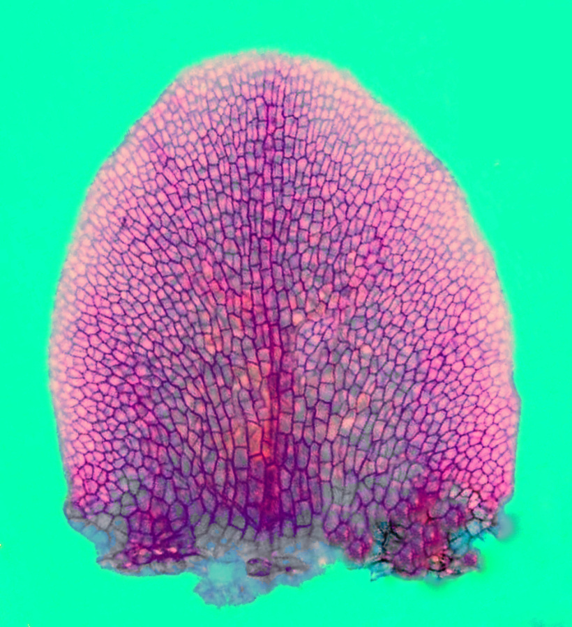 Ilustracja do artykułu "Kwiat pod mikroskopem"