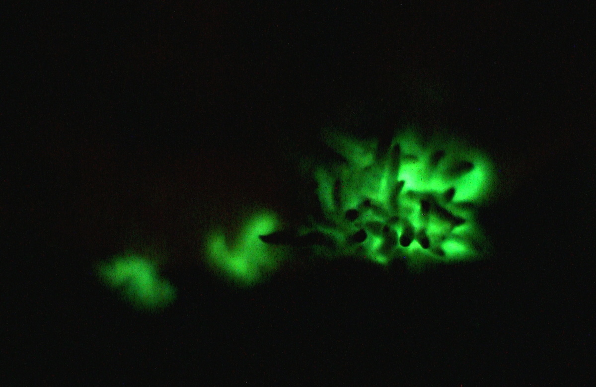 Ilustracja do artykułu "Światło w ciemności - bioluminescencja łycznika ochrowego"