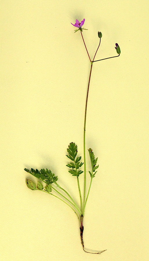 Ilustracja do artykułu "Iglica pospolita - roślinna katapulta i ruchliwe nasiona"